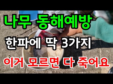 추위에 약한 나무 동해예방은 이걸로 하면 절대 얼어 죽지 않아요 유실수 묘목 죽는 이유 겨울 과일나무 해충 예방법 #과수원#주말농장#귀농#farming#garden#귀농#전원주택 