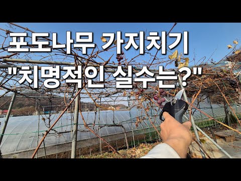 포도나무 가지치기 방법 "치명적인 실수는?" 이러니 봄에 싹이 안나오지...