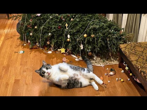 New Funniest Cats Clips 2025😼Try Not To Laugh😜 #33