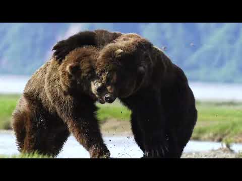 Alaskan Monster Bears Go At It