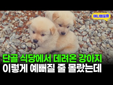 단골 식당에서 데려온 강아지 두 마리, 지극 정성으로 키웠더니 I KBS 동물극장 단짝 231125 방송