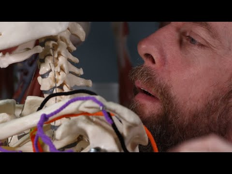 Lateral neck muscles