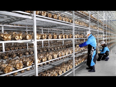 Farming is also science! process of growing fresh mushrooms by Korean scientists.