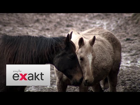 Fragwürdige Zustände auf Pferdegestüt | Exakt | MDR