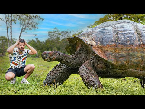 La isla de las TORTUGAS GIGANTES: GALÁPAGOS (1/3)