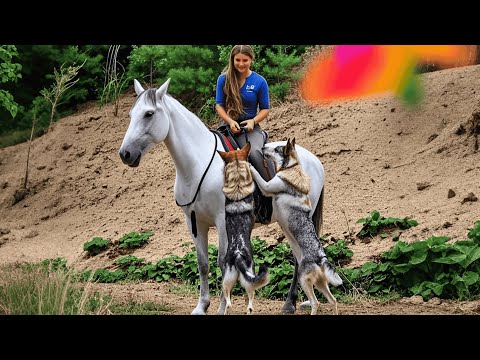 Funniest Horse Videos of 2025 That Prove They Are Secret Comedians! 😂