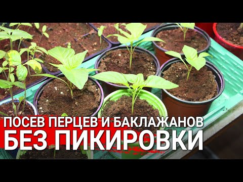 Посев перцев и баклажанов без пикировки