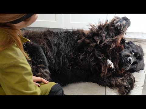 The Funniest Newfoundland Dog Groom You'll Ever See 😂