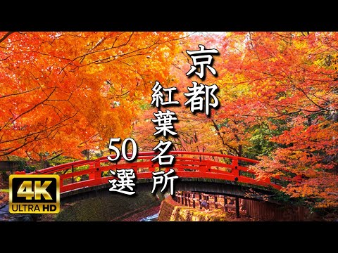 🍁 [50 Kyoto Autumn Foliage Spots in 4K] See the Best Time to View at a Glance! Spectacular Views