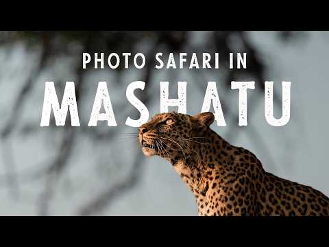 Predators EVERYWHERE - Mashatu Photo Safari
