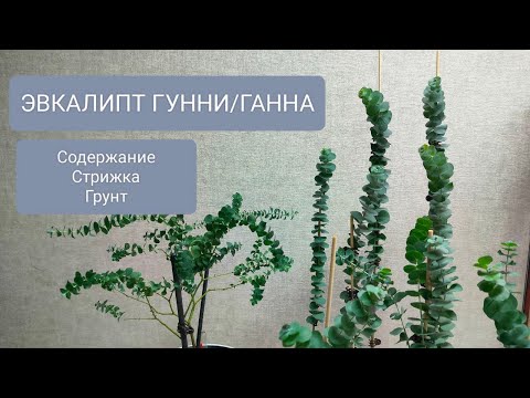 🌳ЭВКАЛИПТ ГУННИ/ГАННА. Содержиние. стрижка и какой выбрать грунт.