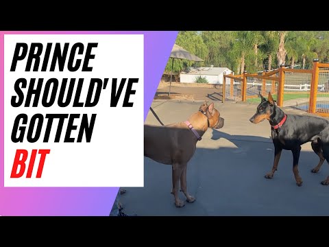 The best thing for Prince would have been to get nipped