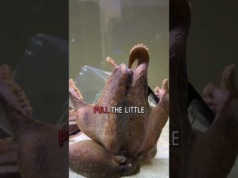 Octopus opens a breakfast container!