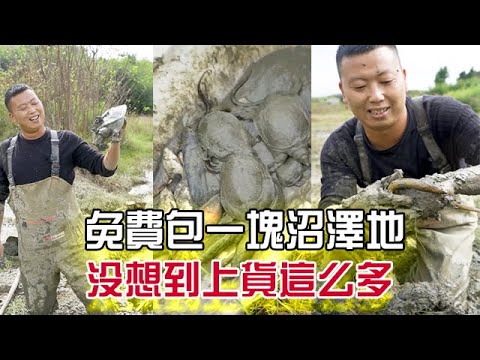 免費談下了壹塊沼澤地，沒想到上貨這麽多#三農 #戶外 #我要上熱門 #小飛哥#抓魚vlog