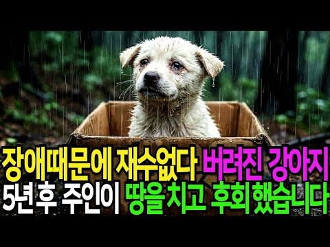 장애 때문에 재수 없다 산에 버려진 강아지, 5년 후 복덩이 되어 주인이 통곡하며 후회했습니다!