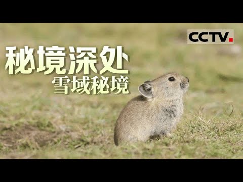 《秘境深处》雪域秘境：高原鼠兔开始了物资储备工作 喜山长尾叶猴的特殊本领能让它们在悬崖峭壁上“飞檐走壁”【CCTV纪录】