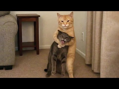 Funniest Cats Videos 2025 😼 Try Not To Laugh 😹 Part 10