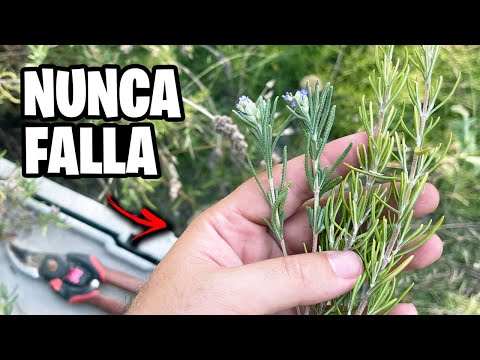 Rosemary and Lavender Cuttings That Always Work! + (Foolproof Trick) 🧪🌿