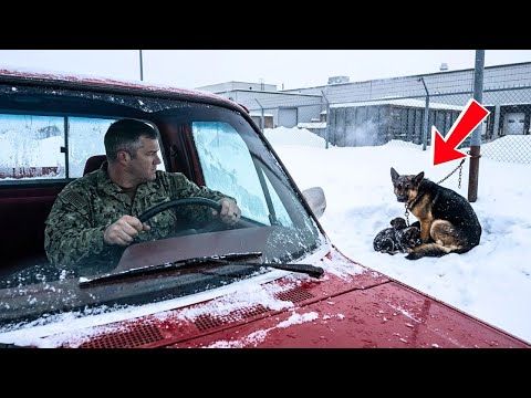Two Puppies and a Mother Dog Chained in the Snow — Until One Navy SEAL Chose to Stop the Truck