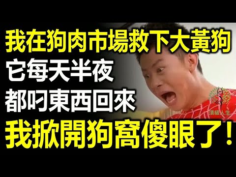 我在狗肉市場救下了一條大黃狗，養在家裏，我發現它每天晚上都出門叼東西回來，我前往查看，瞬間傻眼了！