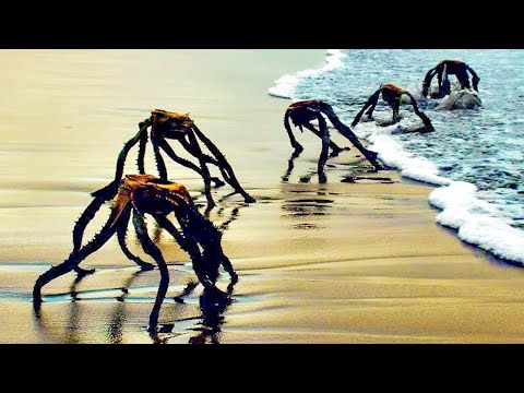 Scary Beach Footage That Looks Straight Out of a Nightmare