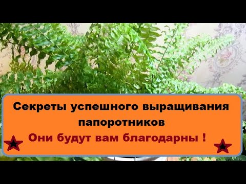 Секреты успешного выращивания папоротников : они будут вам благодарны , развенчиваем мифы !