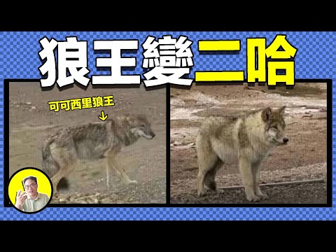 一顆蛋黃派,狼王爆改二哈,是什麼讓動物集體大腦縮水?人與動物究竟是誰馴化了誰......|總裁聊聊