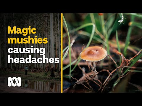 Magic mushroom season brings tourists on bad trips to this tiny town | ABC Australia