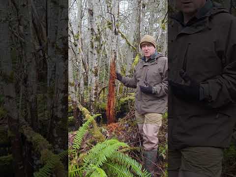 Blacktail Post-season Scouting Tip!