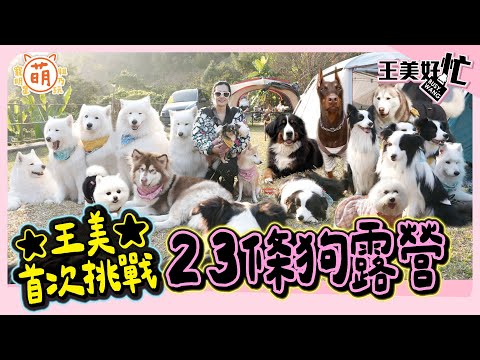 23隻狗狗露營！王思佳崩潰首露 結局超感人？鵝子有新家了！feat. 多比Dobby is free【 王美好忙 】 萌寵明星粗乃玩 @haveapetday @dobbyisfree1205