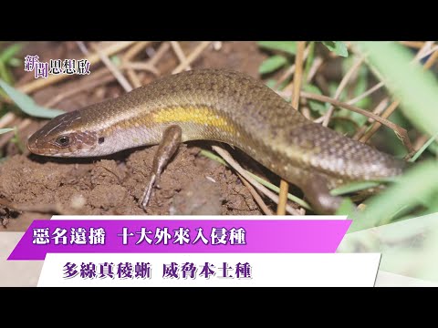 《#新聞思想啟》 石龍子本土vs.外來種 體型相似搶食爭地盤！十大外來入侵種　多線真稜蜥威脅本土種生存野外調查直擊！外來入侵者適應力強、靈活難捕捉 第123集-Part1