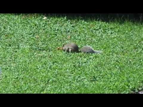 A squirrel in our backyard. July, 2016