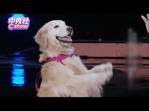 抚慰犬挑战直立跳拉丁舞~ #撒贝宁 怂恿 #董卿 给鳄鱼刷牙？！|《#挑战不可能》#李昌钰