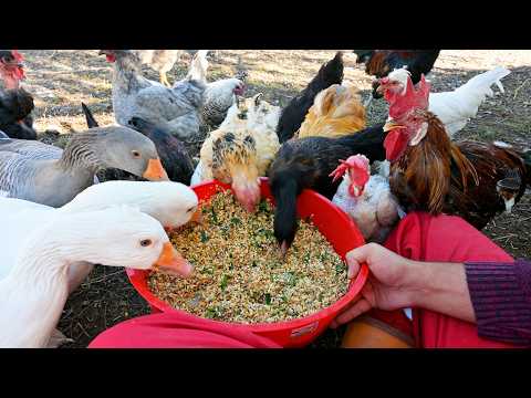 Sustainable Poultry Farming and Tips for Healthier Free-Range Chickens - Peaceful Farm Life