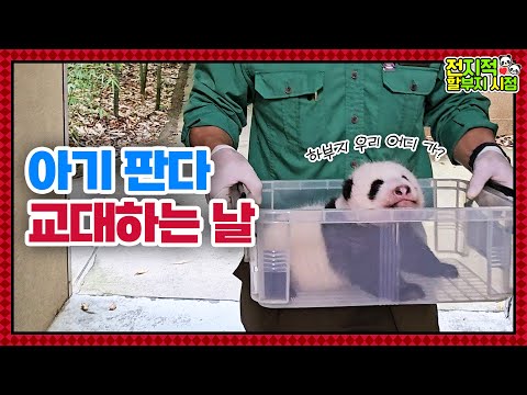 (SUB) Switch Every 10 Days? How Mother Panda Raises Twin Pandas🐼│ Panda World
