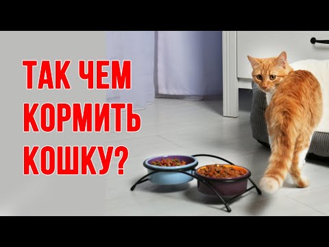How to choose good cat food