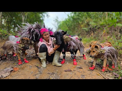 A Vietnamese girl, along with her dog and goat, is carrying reeds down to the market to sell