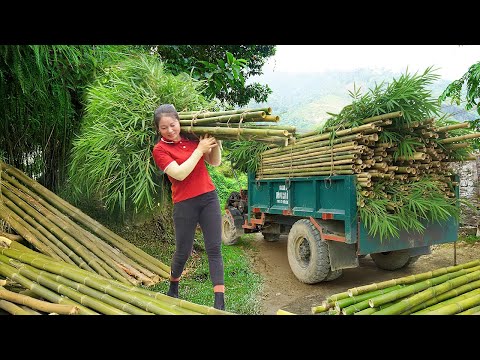 Taking Care of Livestock on the Farm, Using Trucks to Transport Bamboo for Trieu Thanh Thanh