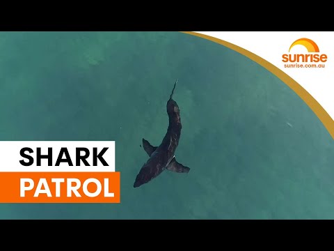 Sydney beaches reopen with extra patrols after shark attacks | Sunrise