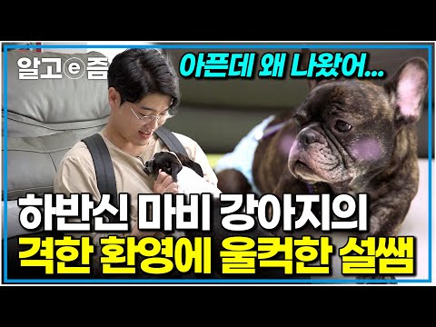 "몸도 아픈데 왜 이렇게 착한 거야🥲" 불편한 몸을 이끌고 현관 앞에 나서서 설채현 수의사를 마중한 장애견｜세상에 나쁜 개는 없다｜알고e즘