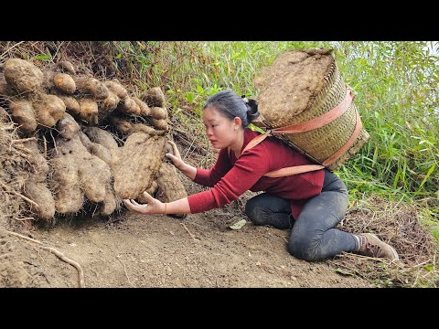 "Harvest strange, Giant potatoes underground and bring them to the market to sell | Cooking".