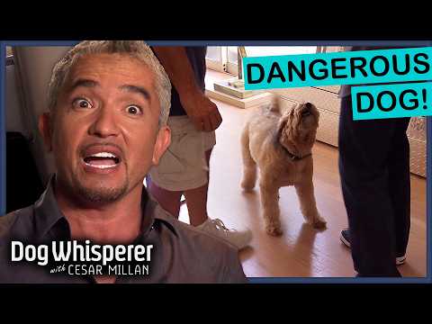 Rescue Dog’s Trauma Has Turned Into Dangerous Behavior | Full Episodes | Dog Whisperer