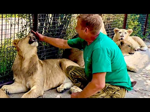 И снова ЧУДО! Вот так Олег Зубков приручает очередного НЕ КОНТАКТНОГО ЛЬВА!