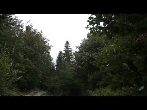 Wind Blowing Through Forest with Light Rain 1 Hour /  Wind Sound Relaxation
