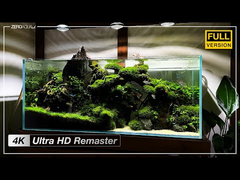 Timeless Mossy Forest.  Aquascape for Relaxation & Nature.4K Edition.