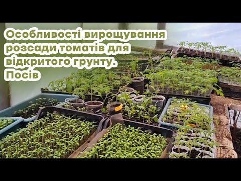 Features of growing tomato seedlings for open ground. Sowing