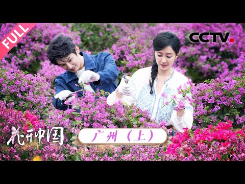 【Full】在广州行车仿佛在逛空中花展！广东绿豆沙为啥加“臭草”？杨旭文带你解锁“花城”浪漫 | CCTV「花开中国」20251220 第7期