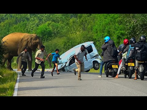 Heart pounding escapes|هروب القلب النابض💔😱😥#wildlife #trending