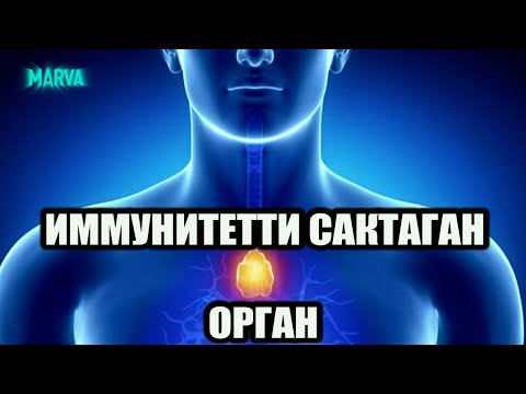 ТИМУС бези МААНИЛҮҮ орган // Ден-Соолук // Табып, биохимик Хашим Зайналиев