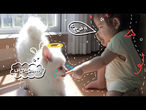 아기와 강아지의 하루 / 개밥 뺏어먹고 적반하장인 아기 / 개 조련하는 아기 / 천사견 + 악마베베